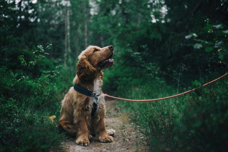 Dogs and Ticks: Risks and Removal