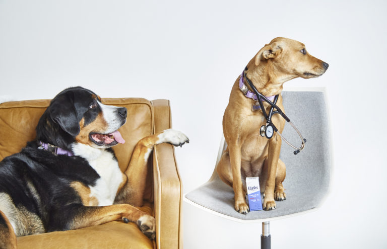 Trazodone for Dogs: Applications, Safety and Side Effects